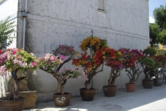 Bouganvilla esemplari 